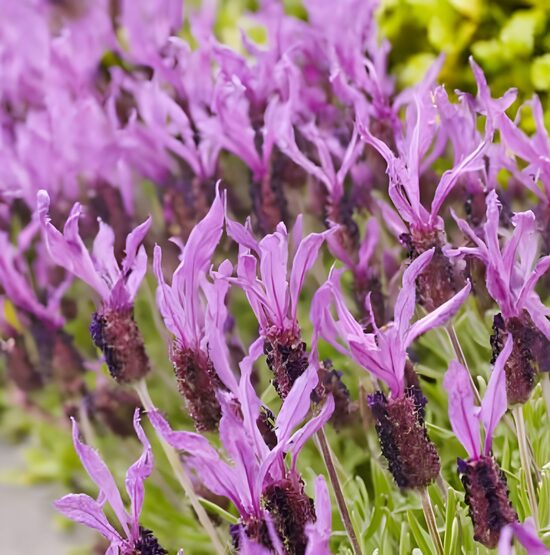 Franču lavanda 'Bella Toscane'